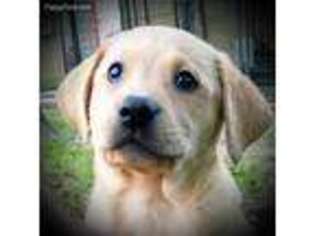 Labrador Retriever Puppy for sale in Dublin, TX, USA