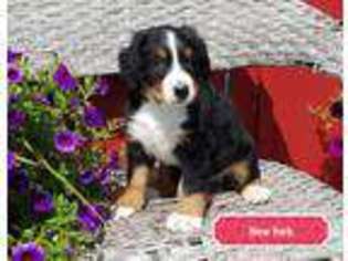 Bernese Mountain Dog Puppy for sale in Boston, MA, USA