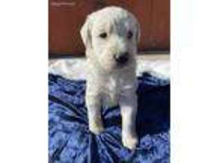 Labradoodle Puppy for sale in Strathmore, CA, USA