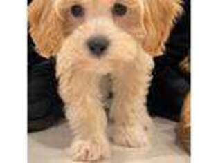Cavapoo Puppy for sale in Whitestone, NY, USA