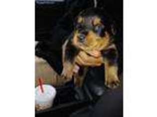 Rottweiler Puppy for sale in Lynchburg, VA, USA