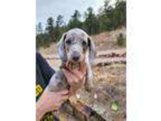 Dachshund Puppy for sale in Cascade, CO, USA