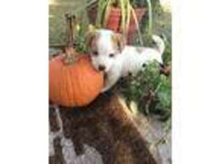 Jack Russell Terrier Puppy for sale in Nashville, NC, USA