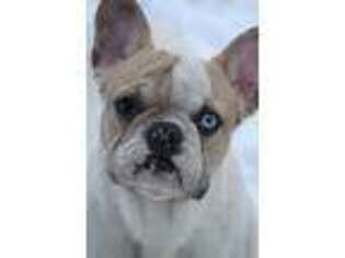 French Bulldog Puppy for sale in Gainesville, VA, USA