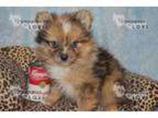 Pomeranian Puppy for sale in Sanger, TX, USA