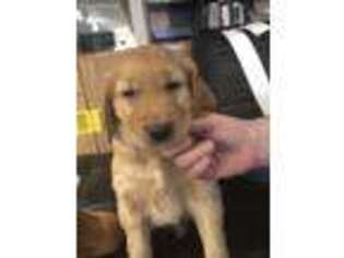 Golden Retriever Puppy for sale in Queensbury, NY, USA