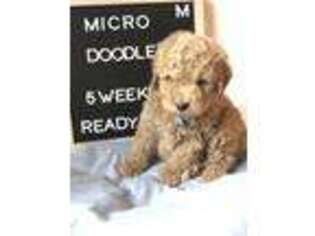 Goldendoodle Puppy for sale in York, SC, USA