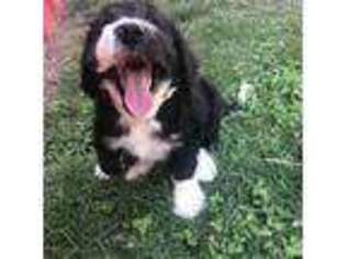 Bernese Mountain Dog Puppy for sale in Randleman, NC, USA