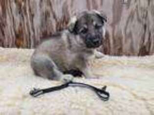 German Shepherd Dog Puppy for sale in Mountain Grove, MO, USA