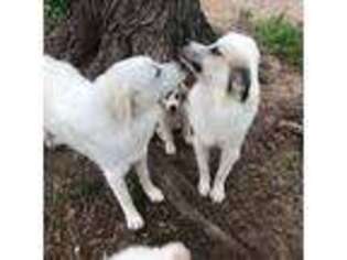 Great Pyrenees Puppy for sale in Great Bend, KS, USA