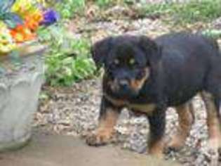 Rottweiler Puppy for sale in WEST PLAINS, MO, USA