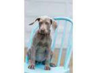 Weimaraner Puppy for sale in Sauk Centre, MN, USA