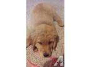 Golden Retriever Puppy for sale in ADRIAN, OR, USA