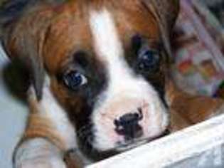 Boxer Puppy for sale in SUCHES, GA, USA