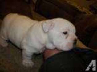 Bulldog Puppy for sale in CLINTON, MO, USA