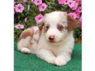 Miniature Australian Shepherd Puppy for sale in Crewe, VA, USA