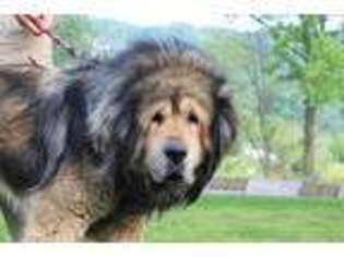 Tibetan Mastiff Puppy for sale in Dryden, VA, USA