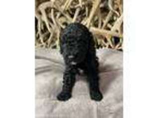 Goldendoodle Puppy for sale in Camden, IL, USA