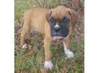 Boxer Puppy for sale in Timmonsville, SC, USA