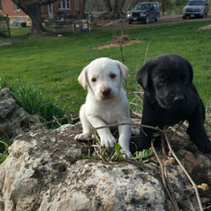 Labrador Retriever Puppy for sale in Clermont, IA, USA