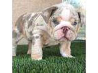 Bulldog Puppy for sale in Sour Lake, TX, USA