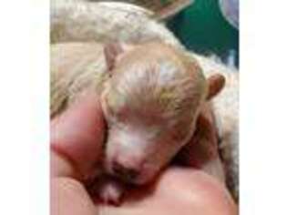 Mutt Puppy for sale in Luray, VA, USA