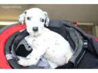 Dalmatian Puppy for sale in Newcomerstown, OH, USA