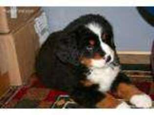Bernese Mountain Dog Puppy for sale in Neillsville, WI, USA