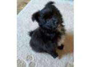 Mutt Puppy for sale in Webster, MA, USA