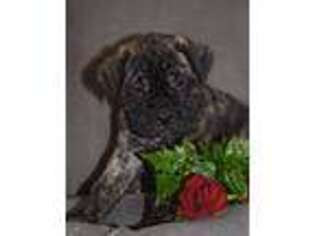Mastiff Puppy for sale in Laurelville, OH, USA