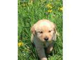 Golden Retriever Puppy for sale in Coloma, MI, USA