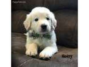 Golden Retriever Puppy for sale in Coshocton, OH, USA