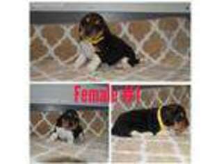 Beagle Puppy for sale in Fontana, CA, USA