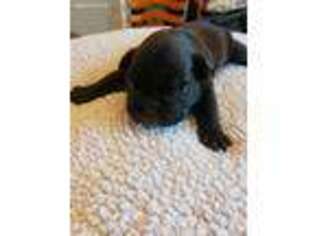 French Bulldog Puppy for sale in Topping, VA, USA