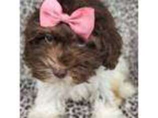 Havanese Puppy for sale in Marion, SC, USA