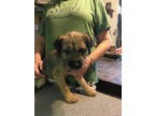 Border Terrier Puppy for sale in Greenfield, IN, USA