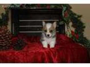 Pembroke Welsh Corgi Puppy for sale in Danville, KY, USA