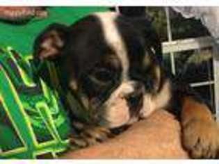 Bulldog Puppy for sale in Oregon City, OR, USA
