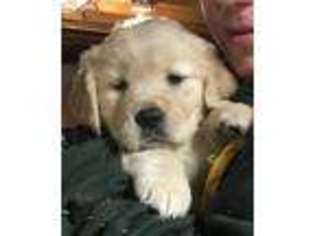 Golden Retriever Puppy for sale in West Warwick, RI, USA