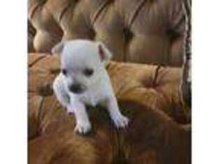 Chihuahua Puppy for sale in Findlay, OH, USA