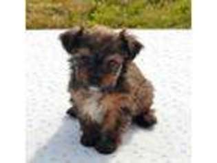 Yorkshire Terrier Puppy for sale in Red House, WV, USA