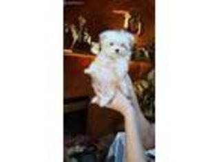 Maltese Puppy for sale in Metamora, IN, USA