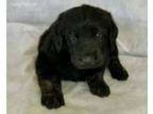 Labradoodle Puppy for sale in Etowah, TN, USA