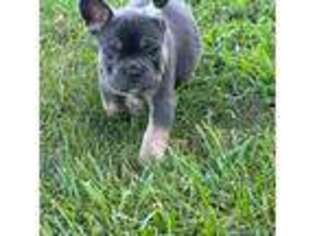 French Bulldog Puppy for sale in Avon, IN, USA