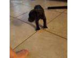 Great Dane Puppy for sale in Payson, UT, USA