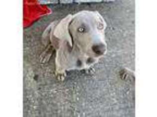 Weimaraner Puppy for sale in Wildwood, FL, USA