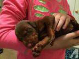 Doberman Pinscher Puppy for sale in DOUGLAS, MA, USA