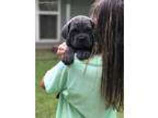 Cane Corso Puppy for sale in Broken Bow, OK, USA