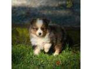 Miniature Australian Shepherd Puppy for sale in Cambridge City, IN, USA