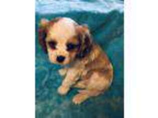 Cavalier King Charles Spaniel Puppy for sale in Scottsville, VA, USA